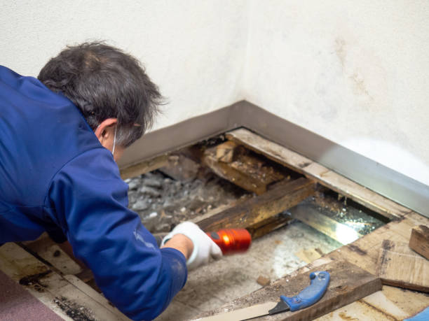 Best Mold Damage Repair  in Orange Lake, NY