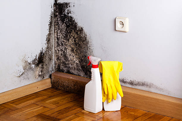 Best Commercial Mold Removal  in Orange Lake, NY
